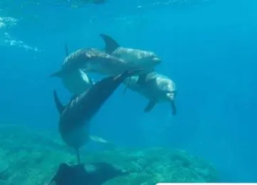 Delfin Tour: Schnorchelausflug und Schwimmen mit Delfinen in freier Wildbahn photo